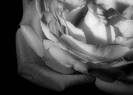 Extreme close up of white rose petals isolated on a black backgroundの写真素材