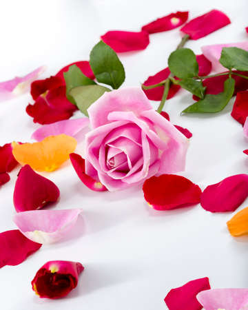 Collection of multicolored rose petals arramged with a pink long-stem rose on a white backgroundの写真素材