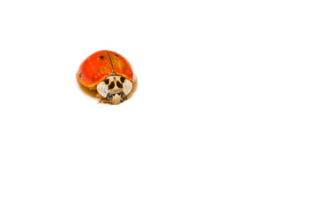Detailed macro view of a reddish-orange ladybug  on a white backgroundの写真素材