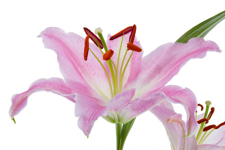 Detailed view of a pink day lily isolated on a white backgroundの写真素材