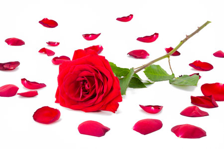 Collection of fresh rose petals arranged with a red long-stem rose on a white backgroundの写真素材
