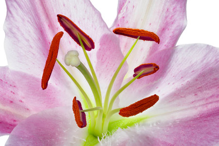 Detailed view of a day lily isolated on a white backgroundの写真素材