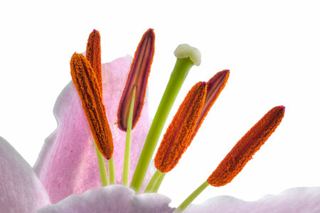 Detailed view of the center of a day lily isolated on a white backgroundの写真素材