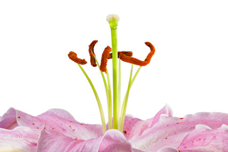 Detailed view of the center of a day lily, isolated on whiteの写真素材