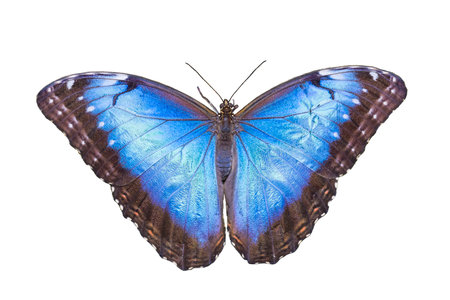 Blue Morpho Butterfly Isolated on Whiteの写真素材