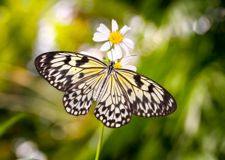 Asian Paper Kite butterfly resting on sunflowersの写真素材