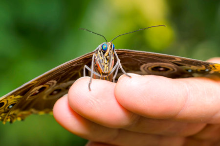 Captive Blue Morpho butterfly resting on human fingers