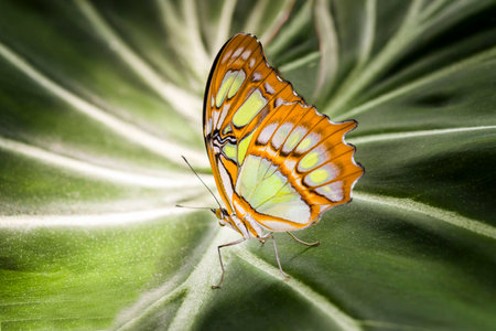 Malachite butterfly resting on a giant elephant plant leafの写真素材