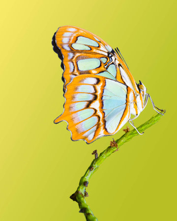 Malachite butterfly isolated on a yellow green backgroundの写真素材