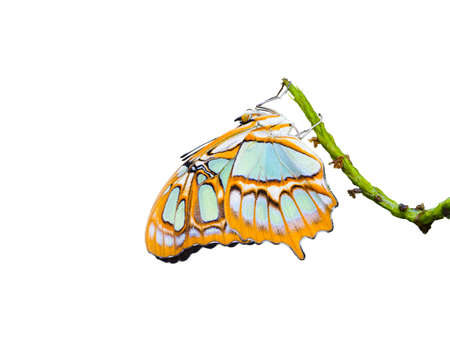Malachite butterfly isolated on a white background