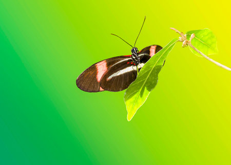 Sara Longwing butterfly resting on a  green leaf