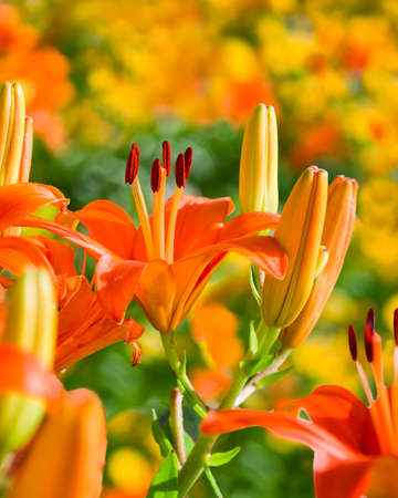 Orange lilies growing wild in June in Nebraskaの写真素材