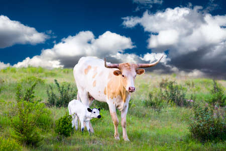Female Longhorn cow grazing in a Texas pasture  with her newborn calfの写真素材