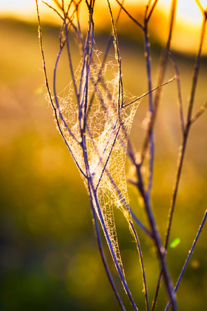 Delicate cobweb intertwined with twigs and illuminated by a rising sun
