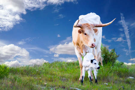 Female Longhorn cow grazing in a Texas pasture  with her newborn calfの写真素材