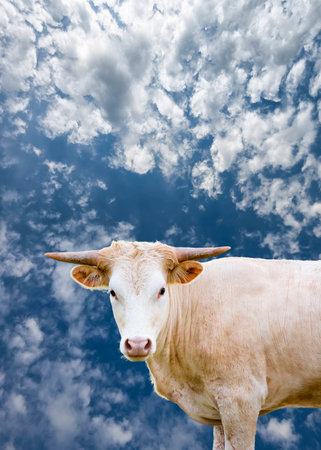 Female Texas Longhorn cow against a blue summer skyの写真素材