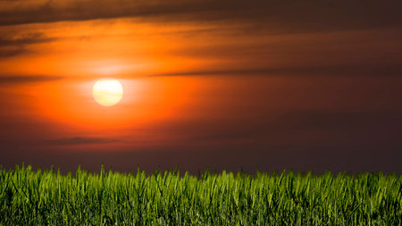Springtime Texas grass field under an orange sunrise skyの写真素材