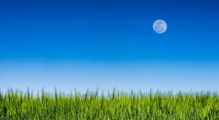 Springtime Texas grass field under a clear blue sky abd a full moonの写真素材