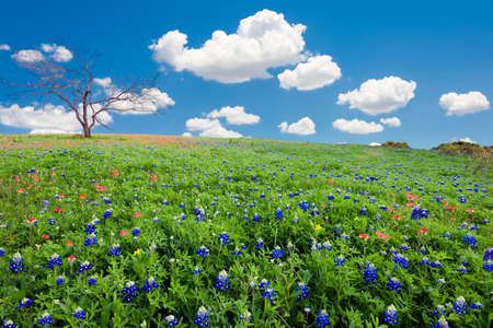 Open meadow containing numerous bluebonnets and Indian paintbrush wildflowersの写真素材