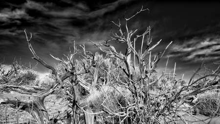 Old dead trees looking over Grandview Point in Canyonlands National park, Utahの写真素材