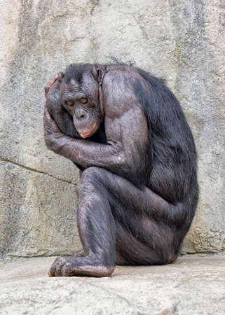 Older bonobo (chimpanzee), seemingly insecure, curled in sitting fetal positionの写真素材