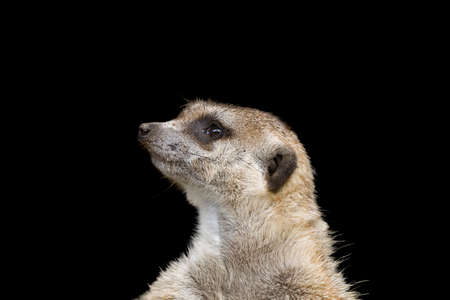 Meerkat isolated on a black backgroundの写真素材