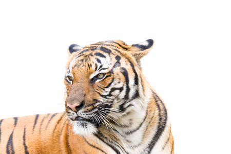 Adult tiger isolated on a white backgroundの写真素材