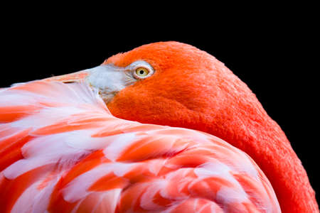 Single flamingo, head tucked into its feathers, isolated on a black backgroundの写真素材