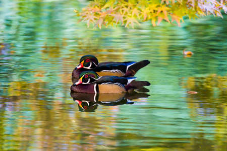 Couple of colorful wood ducks amidst autumn foliage relfections on a pondの写真素材