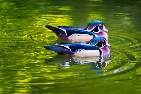 Couple of colorful wood ducks amidst foliage reflections on a pondの写真素材