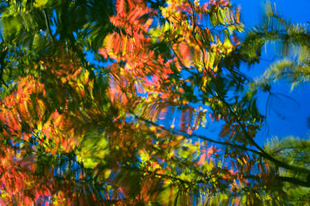 Colorful fall foliage creating an abstract pattern on a pond surfaceの写真素材