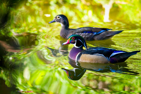 Couple of colorful wood ducks amidst autumn foliage reflections on a pondの写真素材