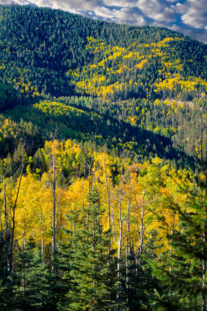 Golden aspens in the Santa Fe, NM ski basinの写真素材