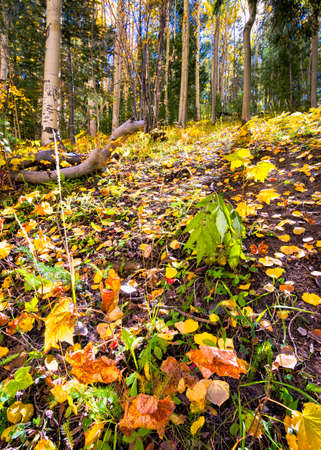 Colorful fallen leaves dotting the forest floor in an alpine forestの写真素材