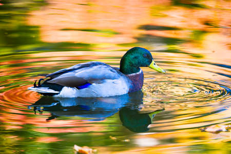 Colorful wood duck amidst autumn foliage reflections on a pondの写真素材