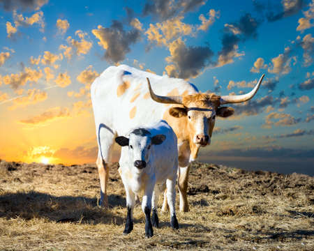 Female Longhorn cow grazing in a Texas pasture at sunrise with her young calfの写真素材