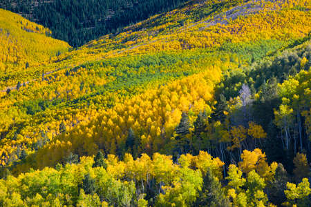 Golden aspens in the Santa Fe, NM ski basinの写真素材