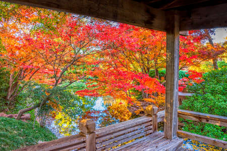 A burst of fall color with pond reflections, as viewed from a gazeboの写真素材