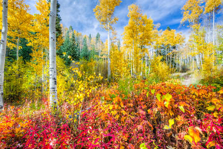 Colorful golden aspens and reddish-orange thimbleberry leaves pictured against a crisp fall skyの写真素材
