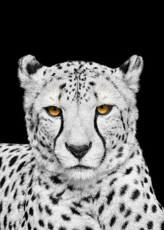 Adult cheetah isolated on blackの写真素材