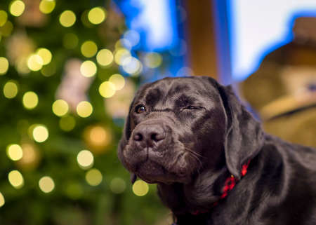 Beautiful young black female labrador retriever in front of a Christmas tree apparently winking with one eye closedの写真素材