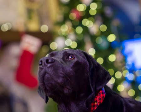 Beautiful young black female labrador retriever in front of a christmas tree looking pensively upwardの写真素材