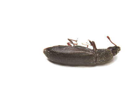 Adult lyctid powder post beetle isolated on whiteの写真素材