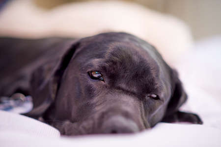 Beautiful young black female labrador retriever lying on her bed