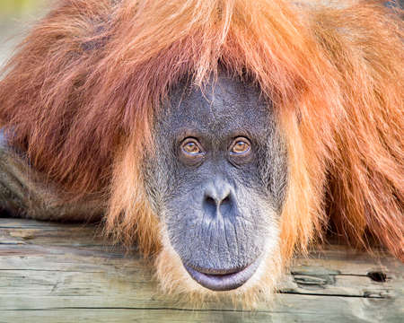 Adult orangutan staring intently at the cameraの写真素材