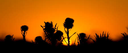 Texas bull thistle flowers in silhouette against a dazzling golden sunrise skyの写真素材