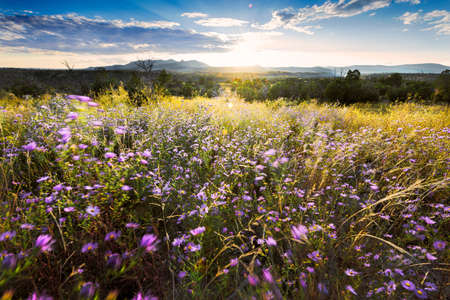 Purple asters buffeted by high winds at Bandelier National Monument, NMの写真素材