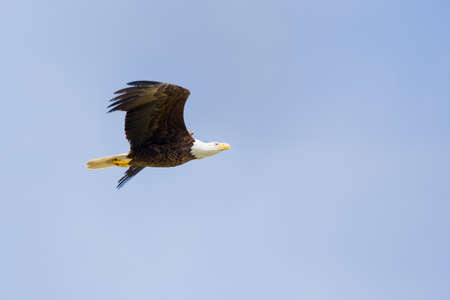Majestic Texas Bald Eagle in flight