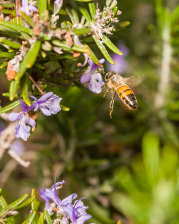 Pollen-spotted bee feasting on purple rosemary bush flowersの写真素材