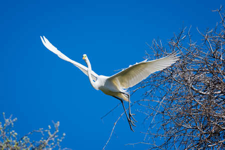 Giant Egret in flight coming in for a tree landingの写真素材